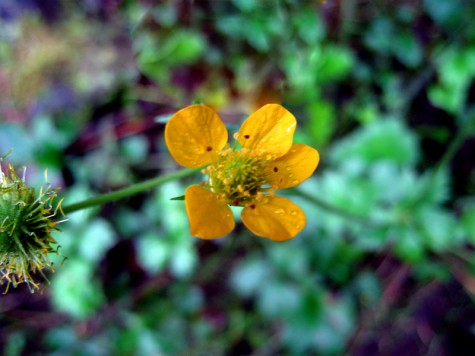 From a walk in Portland's Macleay Park on the morning of October 2, 2011