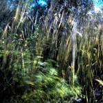 Pre-dawn windblown grass, October 8, 2011