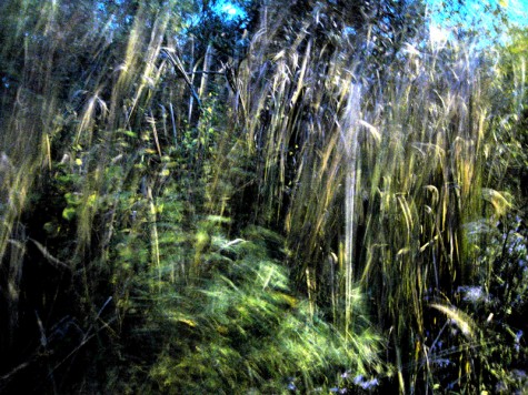 Pre-dawn windblown grass, October 8, 2011