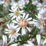 Roadside flowers, October 8, 2011