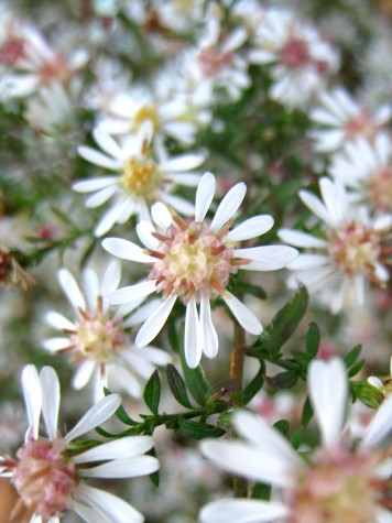 Roadside flowers, October 8, 2011