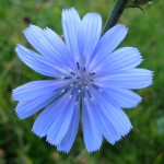 Roadside flower, October 8, 2011