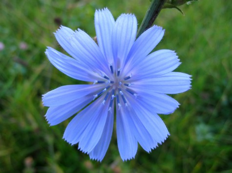 Roadside flower, October 8, 2011