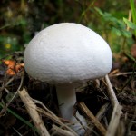 Roadside mushroom, October 8, 2011