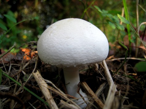 Roadside mushroom, October 8, 2011