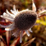 Bike trail flower, November 5, 2011