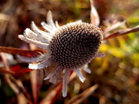 Bike trail flower, November 5, 2011