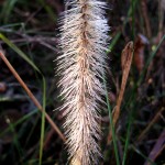 Flower on Muskegon's Lakeshore bike trail, November 5, 2011