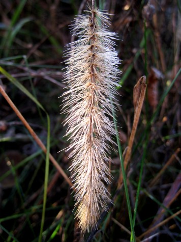 Flower on Muskegon's Lakeshore bike trail, November 5, 2011