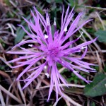 A flower on Muskegon's Lakeshore bike trail, November 7, 2011