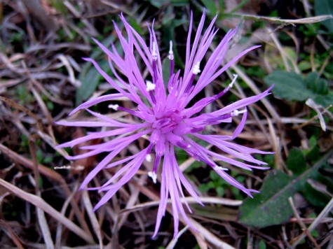 A flower on Muskegon's Lakeshore bike trail, November 7, 2011