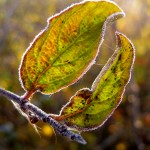 Leaves on Muskegon's Lakeshore bike trail, November 5, 2011