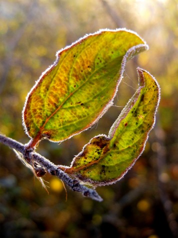 Leaves on Muskegon's Lakeshore bike trail, November 5, 2011