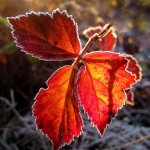 Leaves on Muskegon's Lakeshore bike trail, November 5, 2011