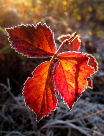 Leaves on Muskegon's Lakeshore bike trail, November 5, 2011