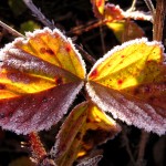 Leaves on Muskegon's Lakeshore bike trail, November 5, 2011