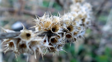 Bike trail branch, January 27, 2012