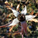 A dried flower along the Muskegon River delta on January 8, 2012