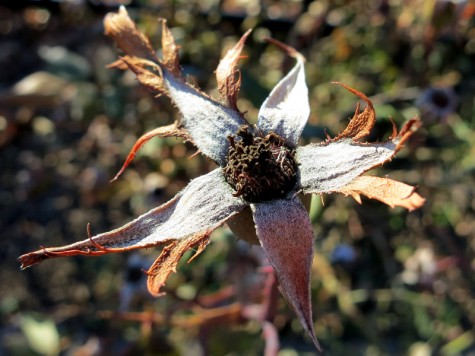 A dried flower along the Muskegon River delta on January 8, 2012
