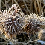 Frosty flower along the Muskegon River delta on January 8, 2012