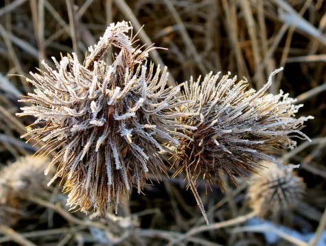 Frosty flower along the Muskegon River delta on January 8, 2012