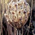 Frosty flower along the Muskegon River delta on January 8, 2012