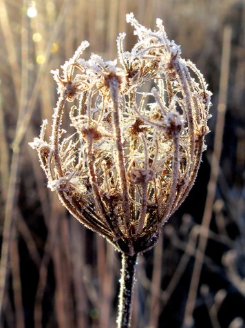 Frosty flower along the Muskegon River delta on January 8, 2012