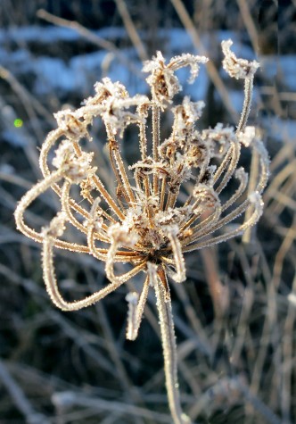 Frosty flower along the Muskegon River delta on January 8, 2012