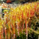 Frosty moss along the Muskegon River delta on January 8, 2012