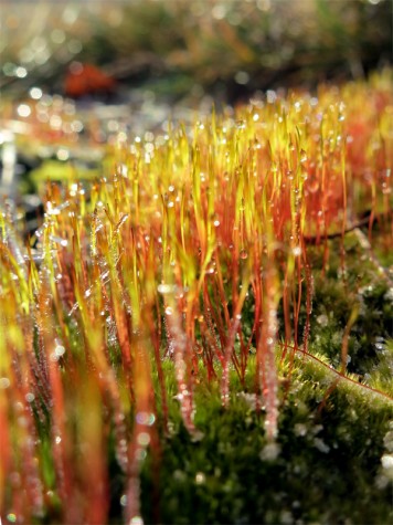 Frosty moss along the Muskegon River delta on January 8, 2012