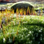 Frosty moss along the Muskegon River delta on January 8, 2012