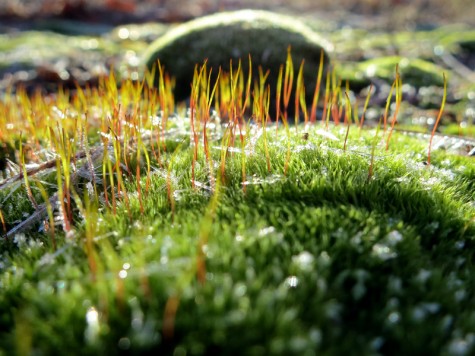 Frosty moss along the Muskegon River delta on January 8, 2012