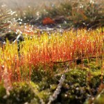 Frosty moss along the Muskegon River delta on January 8, 2012