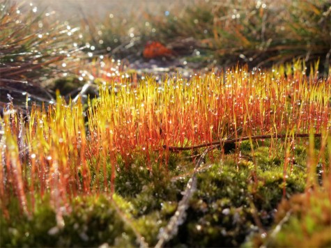 Frosty moss along the Muskegon River delta on January 8, 2012