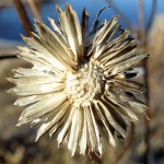 A flower near Muskegon Lake on February 19, 2012