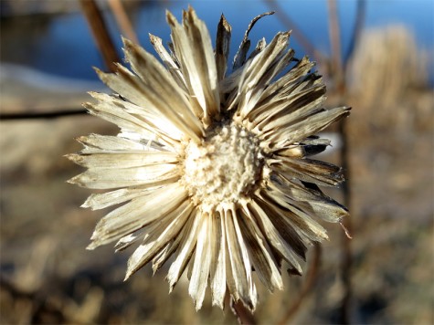 A flower near Muskegon Lake on February 19, 2012