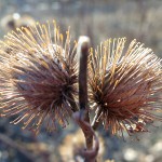 A flower near Muskegon Lake on February 19, 2012