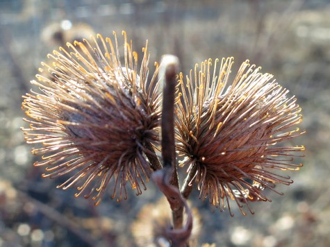 A flower near Muskegon Lake on February 19, 2012