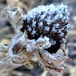 A flower near Muskegon's Ruddiman Lagoon on February 19, 2012