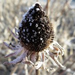 A flower near Muskegon's Ruddiman Lagoon on February 19, 2012