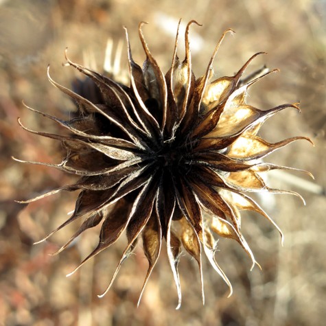 A flower near Muskegon's Ruddiman Lagoon on February 19, 2012