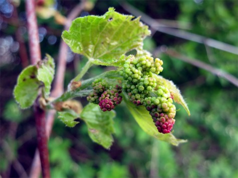 Bike trail berries, April 19, 2012