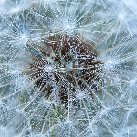 Dandelion, April 18, 2012