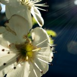 A flower on Muskegon's Peck Street, April 5, 2012