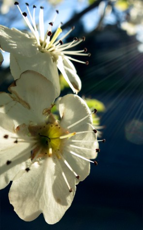 A flower on Muskegon's Peck Street, April 5, 2012