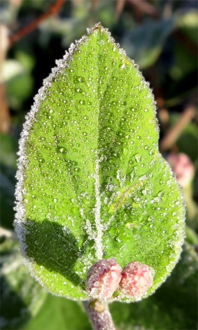 Frosty blossoms near the Muskegon River, April 21, 2012