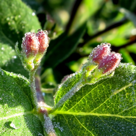 Frosty blossoms near the Muskegon River, April 21, 2012