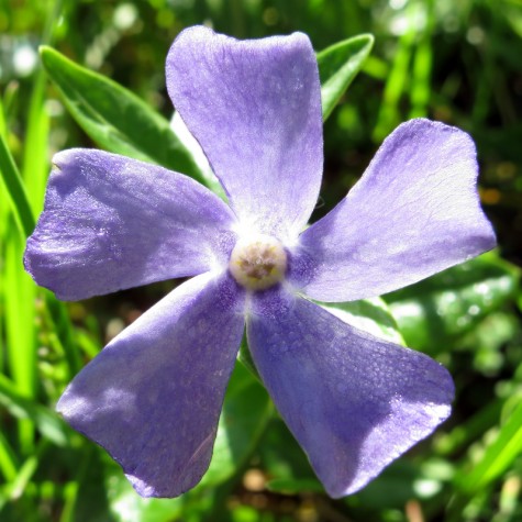 Getty Street flower, Muskegon, Michigan, April 21, 2012