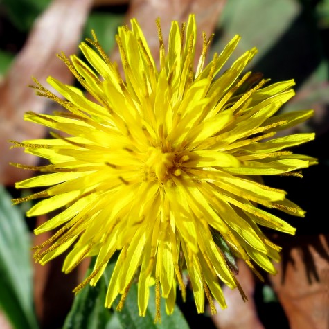 Getty Street flower, Muskegon, Michigan, April 21, 2012