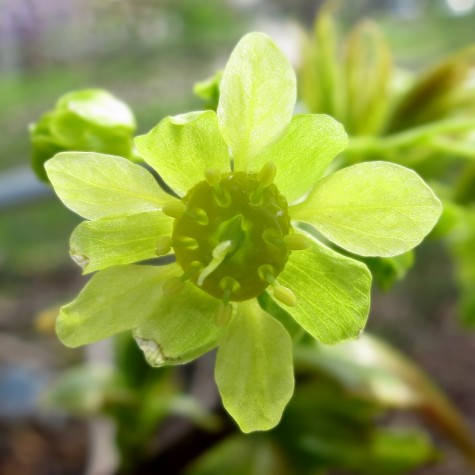 Getty Street flower, Muskegon Michigan, March 24, 2012